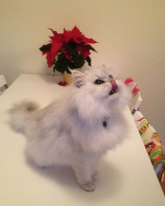 cat grooming