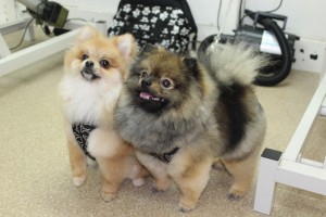 dog grooming