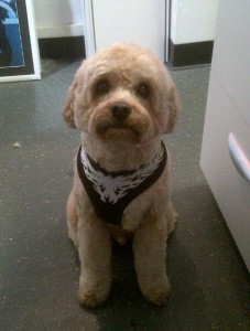 dog grooming