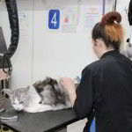 2015-11-03 17.11.13 cat grooming cat grooming