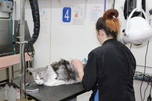 cat grooming
