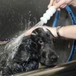 dog grooming shower