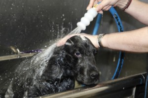 dog grooming shower