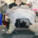 cat grooming cat grooming