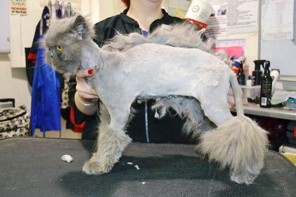 Professional Pet & Cat Grooming Services London, SE12 Absolutely Animals