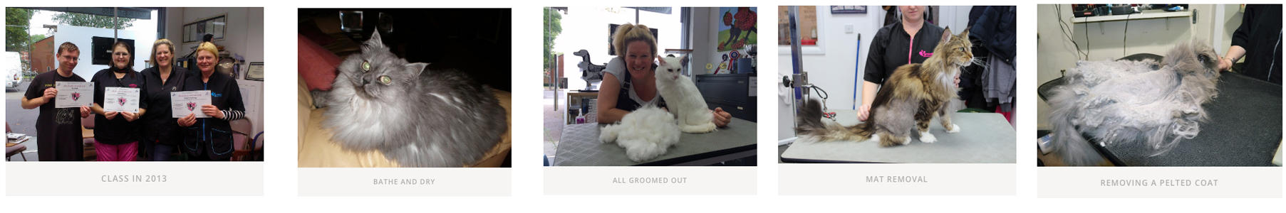 Cat Grooming Course