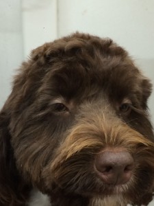 dog grooming