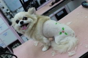 customised dog grooming