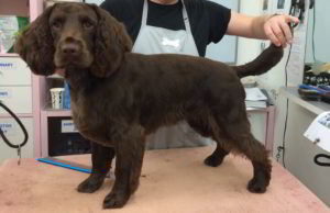dog grooming
