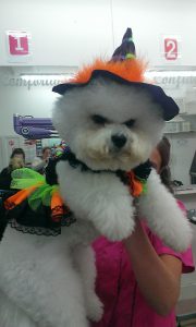 dog grooming witch costume