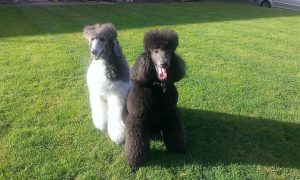 dog grooming