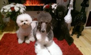 dog grooming
