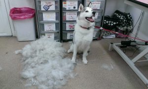 dog grooming
