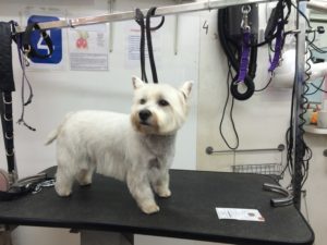 dog grooming