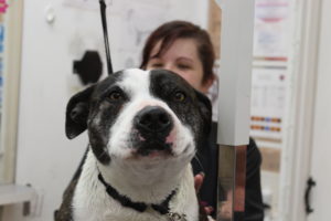 dog grooming