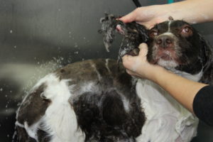 dog grooming