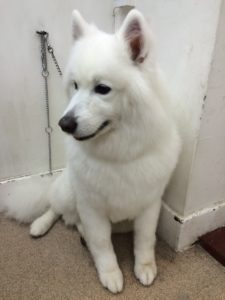 dog grooming