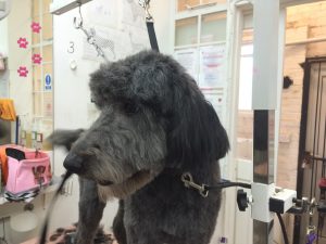 dog grooming