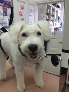 dog grooming