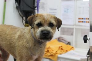 dog grooming