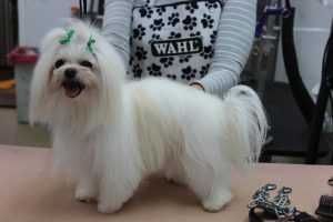 dog grooming