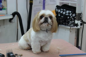 dog grooming