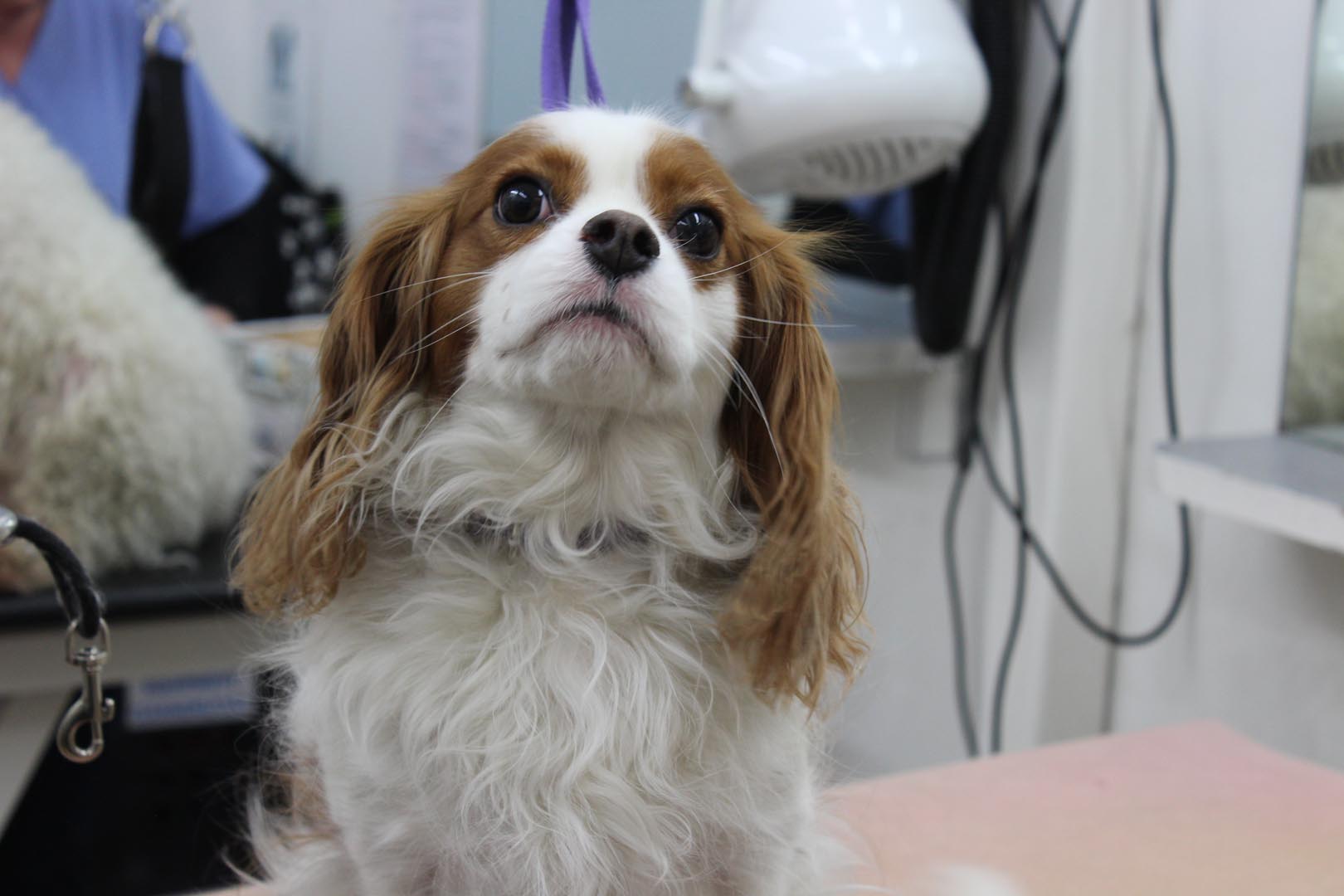 What happens at the dog groomers