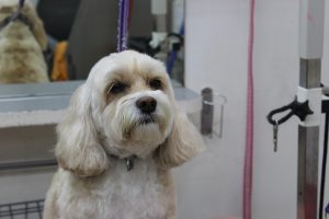 dog grooming