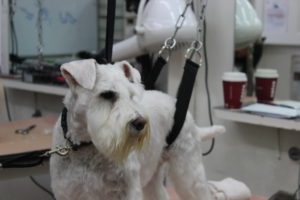 dog grooming
