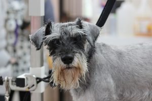 dog grooming