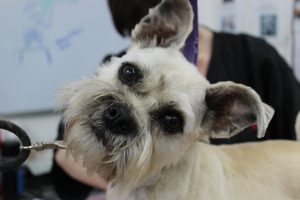 dog grooming