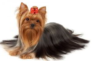 dog grooming