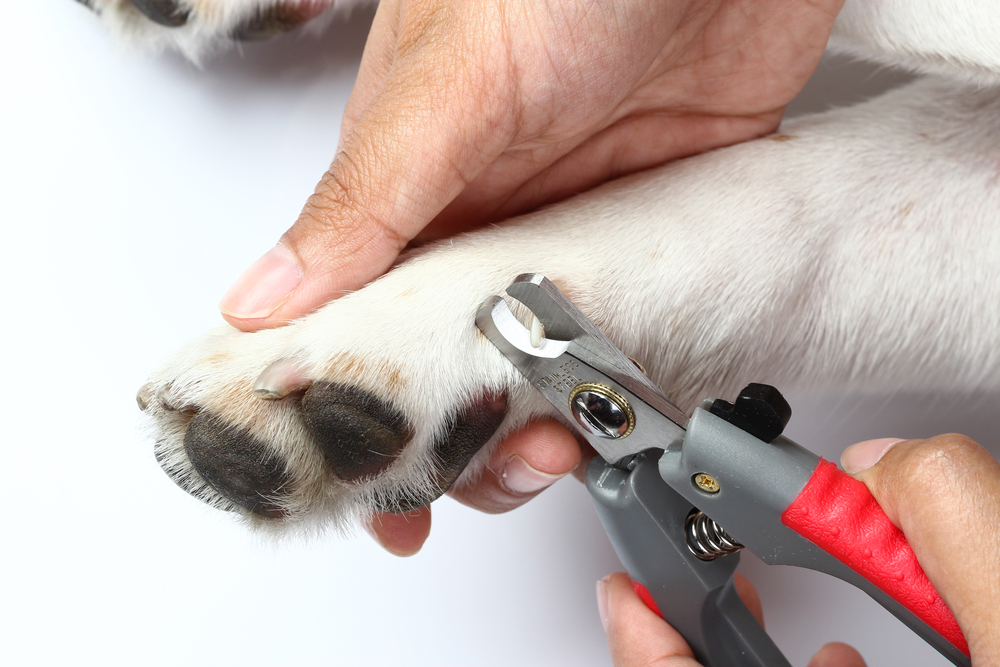 dog nails trimming