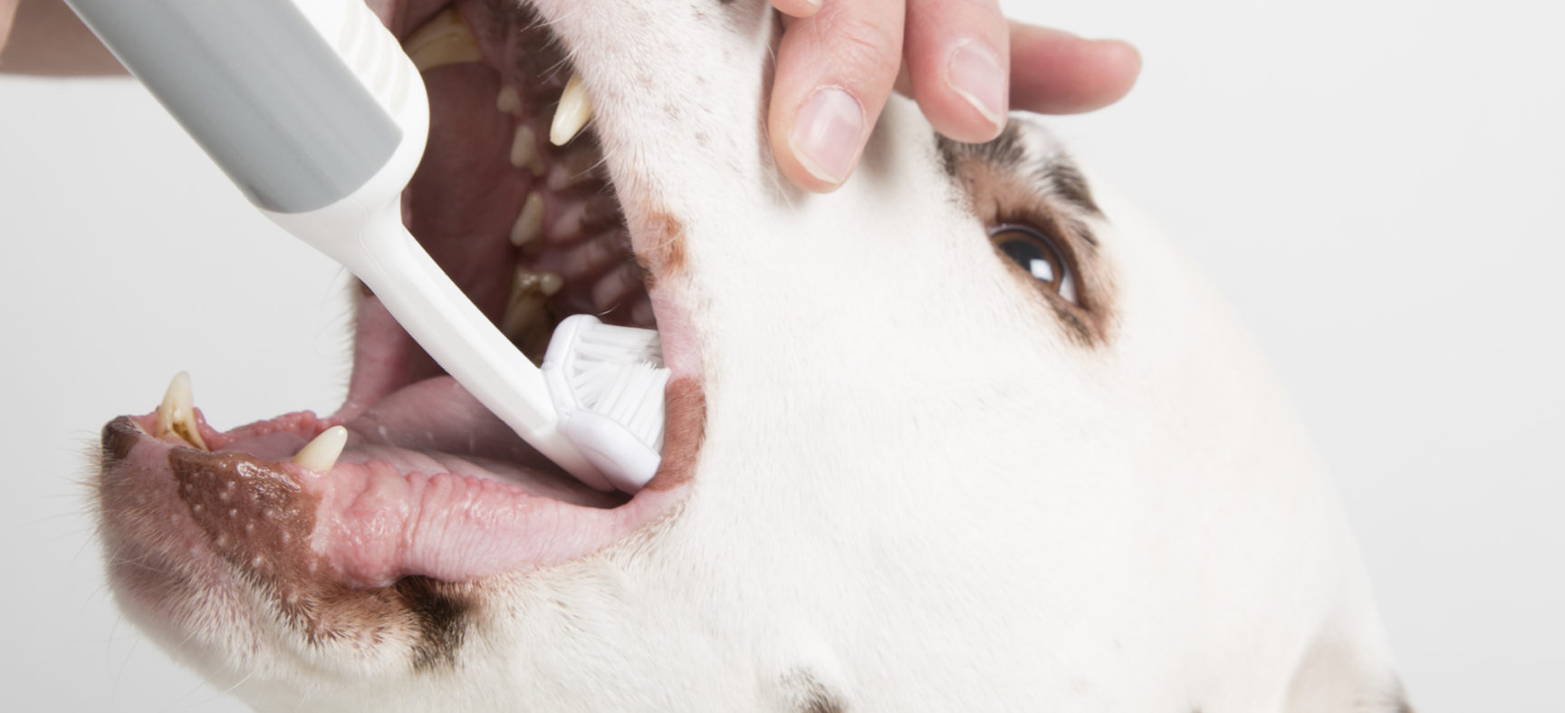 Cleany Teeth for use at home