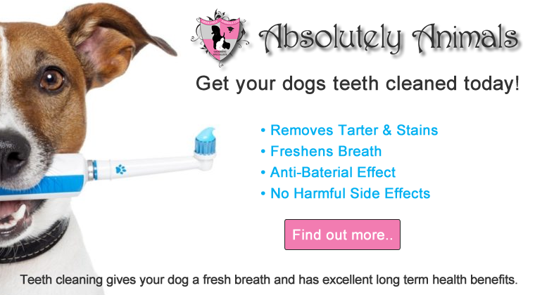 ultrasound dog teeth cleaning