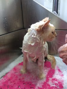 Cat bathing