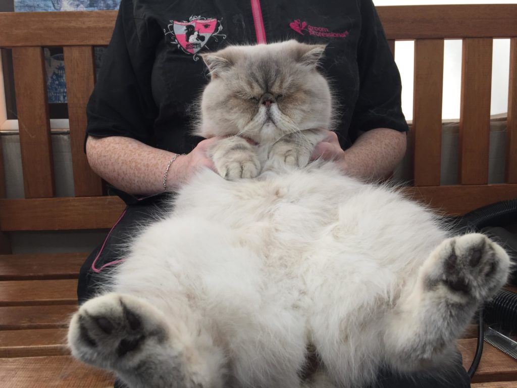 Cat Grooming London
