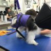3 legged dog grooming
