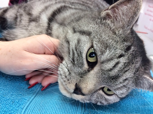 Cat Grooming London