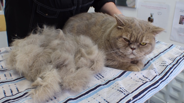 Cat Grooming London