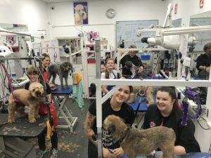 Dog Grooming Dog Grooming