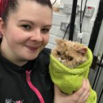 cat after bath in a towel