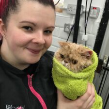 cat after bath in a towel