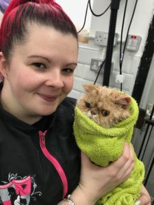 cat after bath in a towel