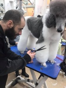 Dog Grooming