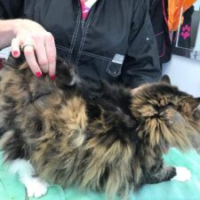 Matted cat