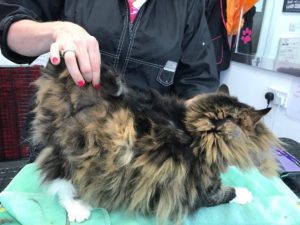 Matted Cat Absolutely Animals