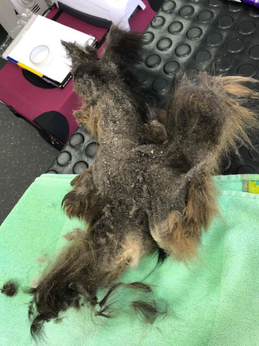 How we deal with Knots and matts in the salon Absolutely Animals Ltd