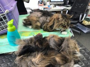 Matted Cat absolutely Animals