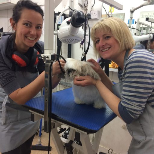 Dog Grooming Course Prices Absolutely Animals Ltd